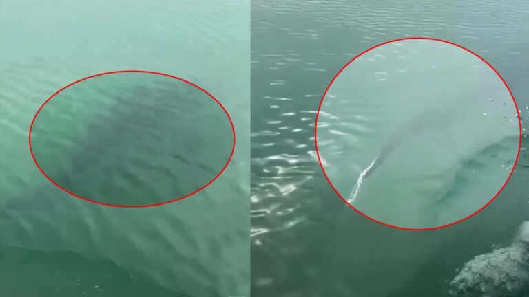 Viral Video: చేపల కోసం వల వేస్తే.. మైండ్ బ్లాక్.. వీడియో మీరే చూడండి..