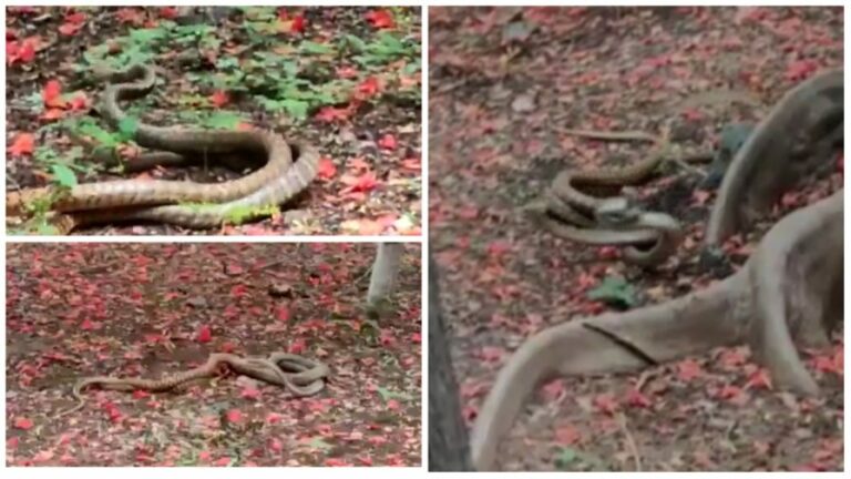 Snakes Dance: సంగారెడ్డిలో పాముల సయ్యాట