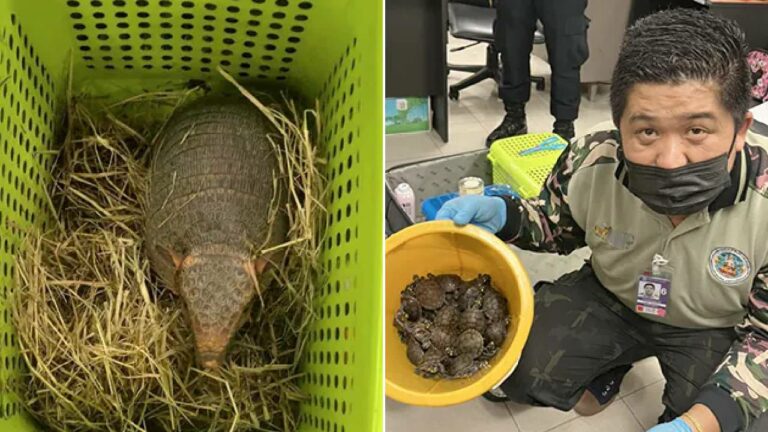 Thailand: రెండు సూట్‌కేసుల్లో 109 సజీవ ప్రాణులు.. ఇద్దరు ఇండియన్స్ అరెస్ట్