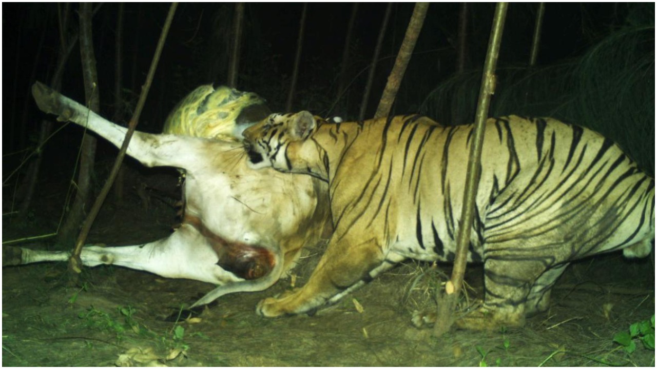 Tiger Hunt: పెద్ద పులి ఎక్కడ? జనం వెన్నులో వణుకు