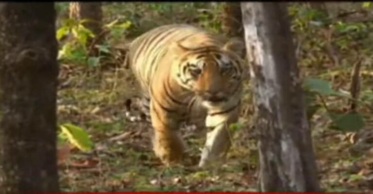 Tiger Tension: హడలెత్తిస్తున్న పెద్దపులి.. చిక్కేదెప్పుడు?