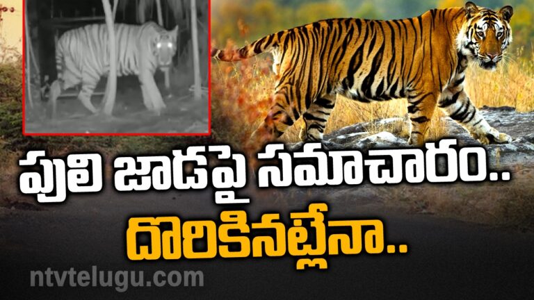 Tiger Hunt : పులి జాడపై సమాచారం.. దొరికినట్లేనా..