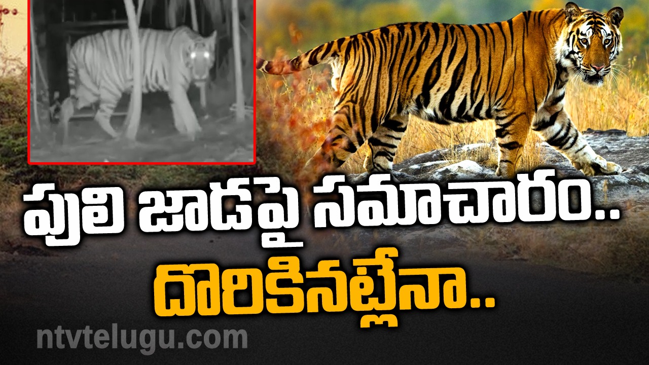 Tiger Hunt : పులి జాడపై సమాచారం.. దొరికినట్లేనా..