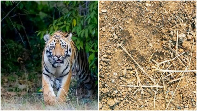 Tiger Hunt: పెద్ద శంకర్లపూడిలో పెద్దపులి ప్రత్యక్షం