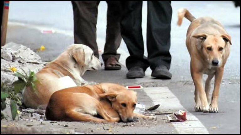 Dog Dispute: తమిళనాడులో అంతే.. కుక్కని కుక్క అనకూడదా..?