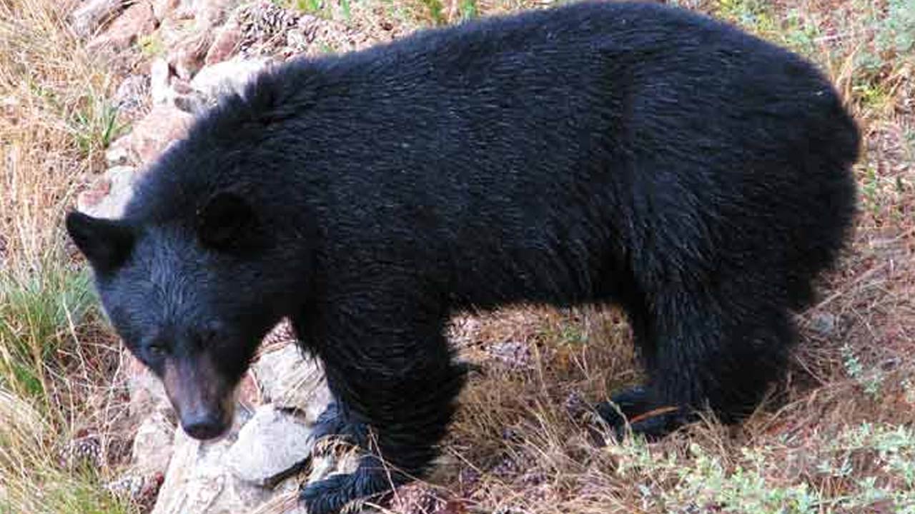 Bear at Karimnagar : శాతవాహన యూనివర్సిటీలో భల్లూకం..