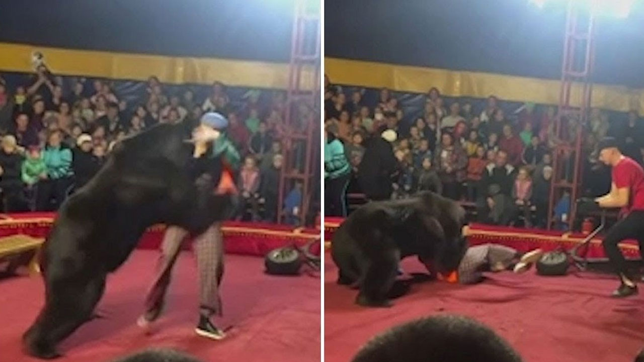 Bear Attack : Unexpected incident in circus.. Bear attack on trainer.. Video