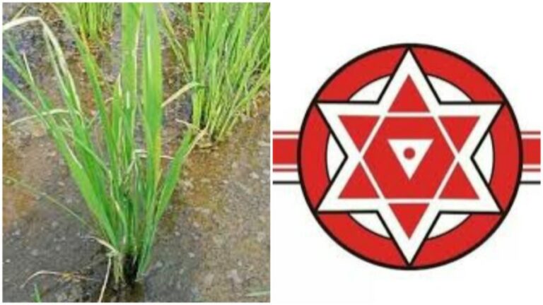 Janasena Protest: రోడ్లపై నాట్లు వేస్తూ జనసేన నిరసన