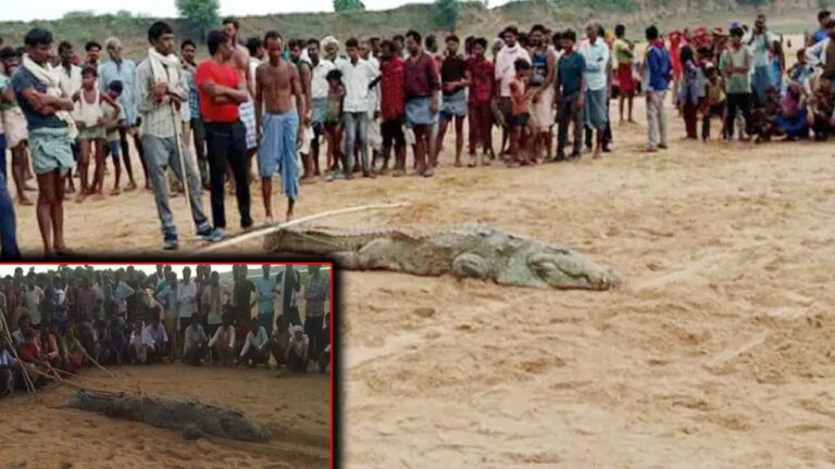 Bhopal Crime: బాలున్ని మొసలి మింగింద‌ని.. గ్రామ‌స్తులు ఏంచేసారంటే..