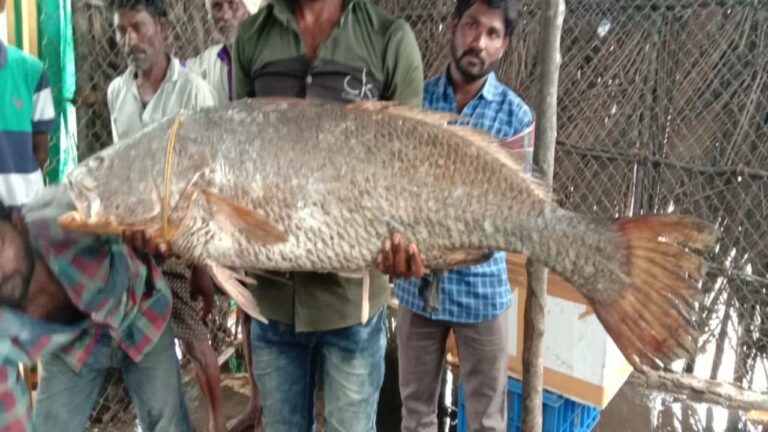 Costly Fish: ఈ చేప ఖరీదెంతో తెలిస్తే షాకవుతారు