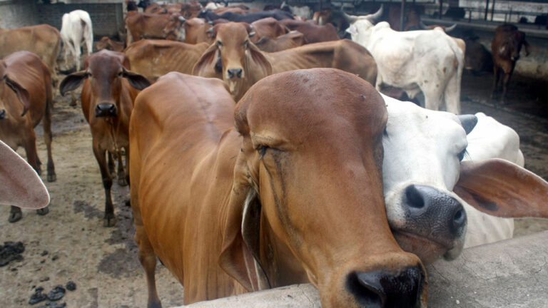 Telangana Flood Effect : గోదావరి ఆగ్రహానికి గోవులు గడ్డి కరువు..