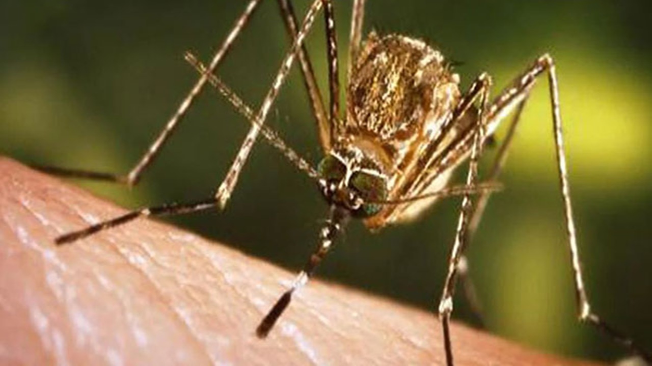 Japanese Encephalitis: Japanese encephalitis is spreading in Assam. So far 35 people have died.