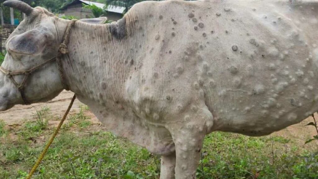 Lumpy Skin Disease In Gujarat