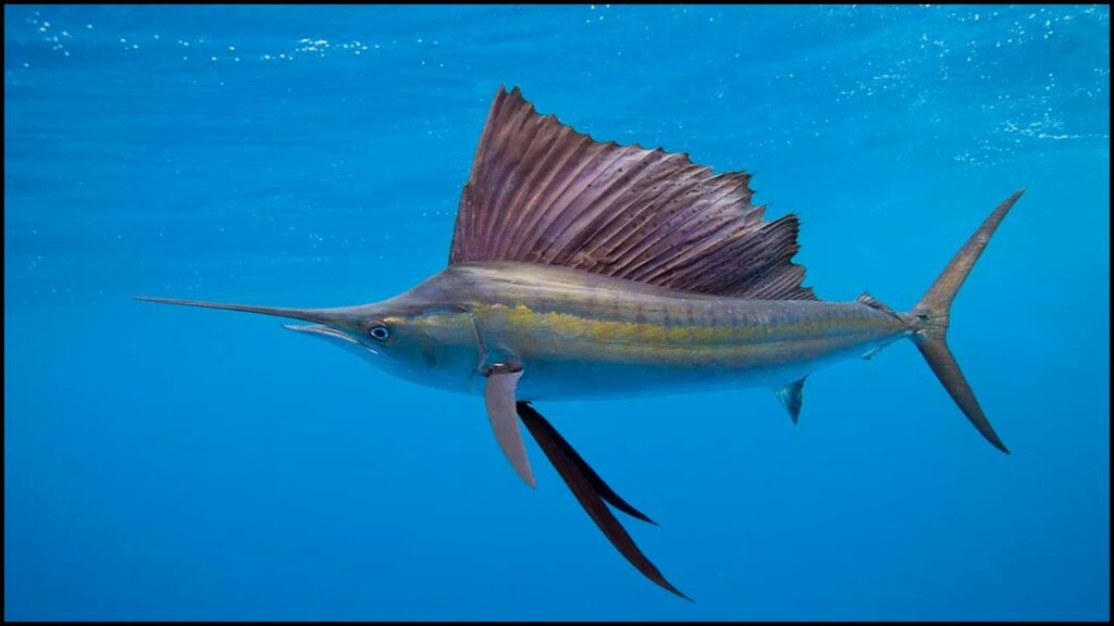 Sailfish Killed Woman