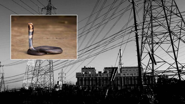 Viral: పది వేల ఇళ్లకు కరెంట్‌ కట్‌ చేసిన పాము..! ఎలాగో తెలుసా..?