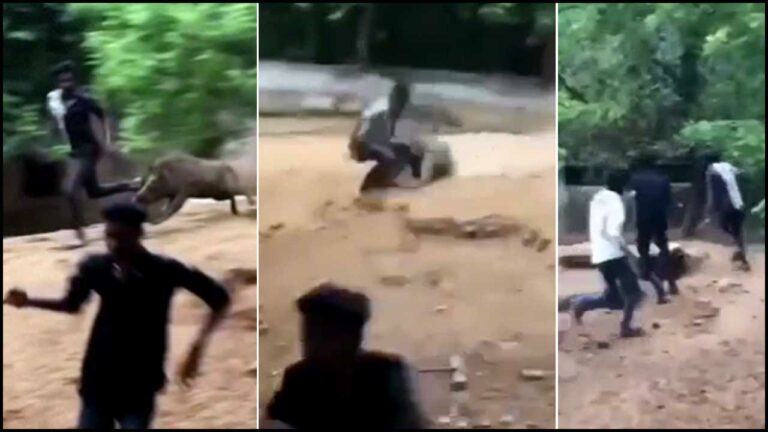 Vizag Zoo Park: బరితెగించిన యువకులు.. పందుల ఎన్‌క్లోజర్‌లోకి దూకి..