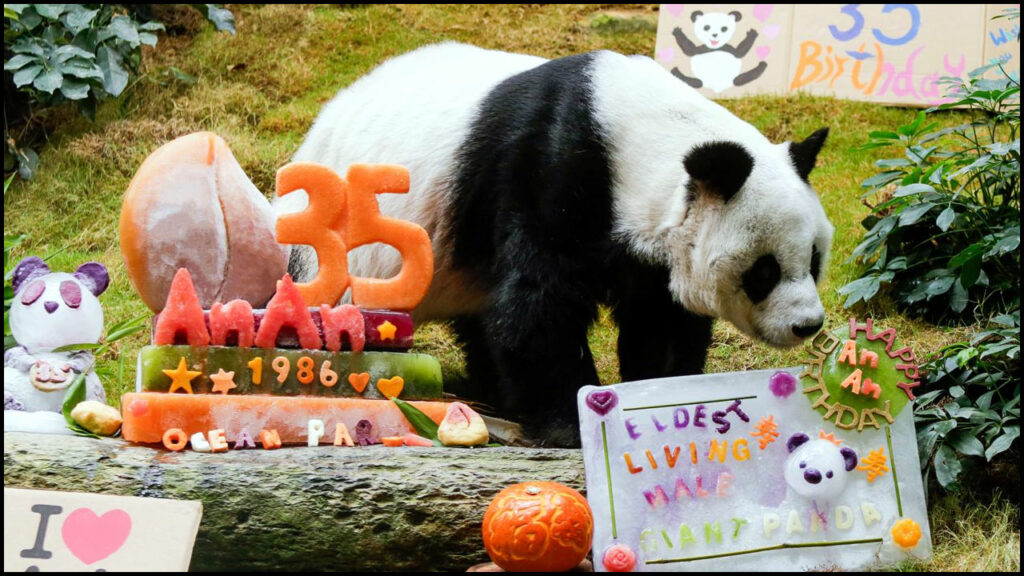 World Oldest Male Panda Die