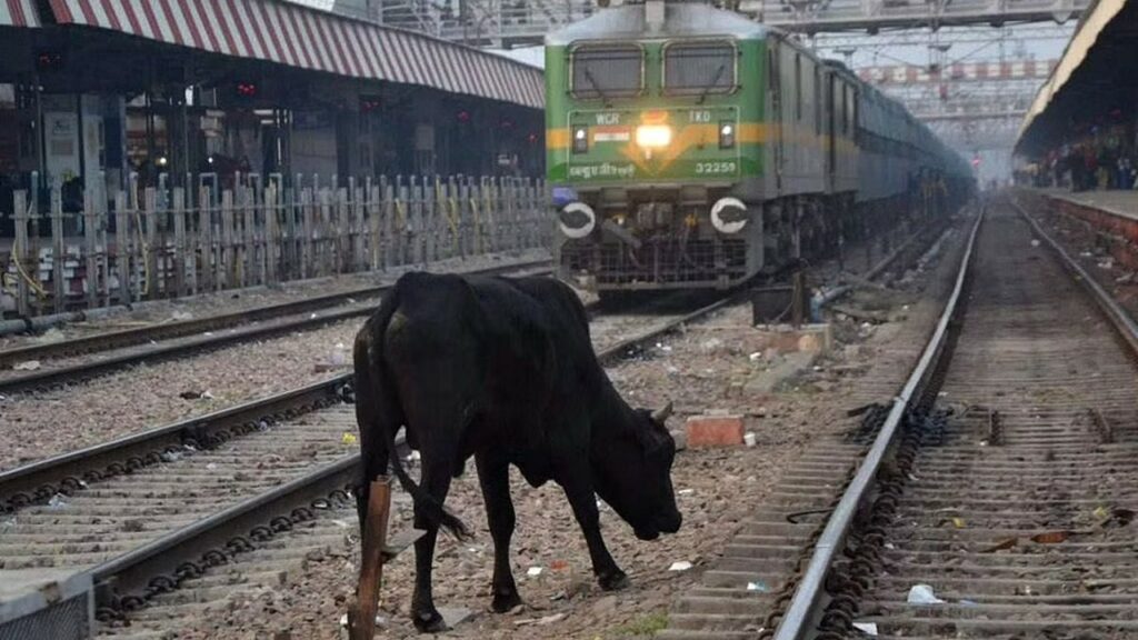 Cattle On Railway Track