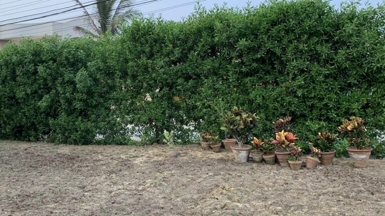 Cono Corpus: ఈ మొక్కను ఇంట్లో పెంచుతున్నారా? ప్రాణాలు కాపాడుకోండి