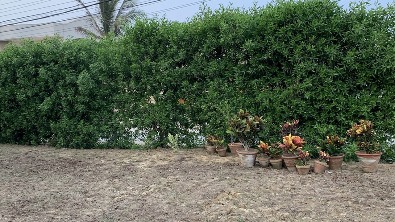 Cono Corpus: ఈ మొక్కను ఇంట్లో పెంచుతున్నారా? ప్రాణాలు కాపాడుకోండి