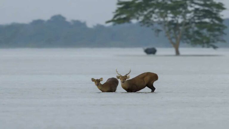 DEERS Missing in Floods: వరదలకు కొట్టుకుపోతున్న జింకలు