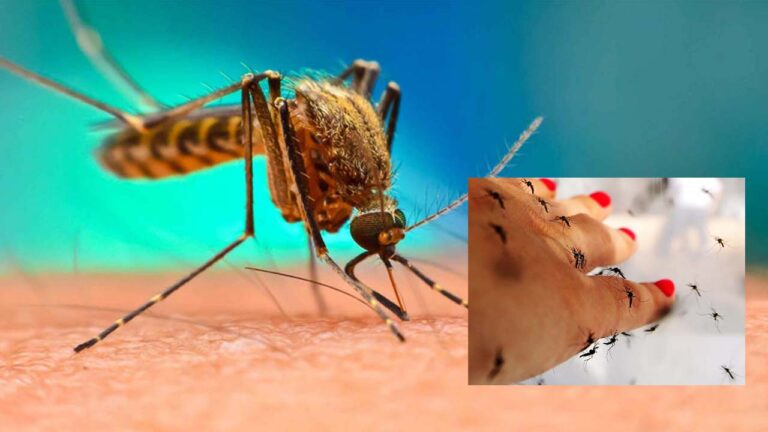 Dengue Outbreak: మారిన వాతావ‌ర‌ణం- గ్రేట‌ర్ పై వైర‌ల్ పంజా