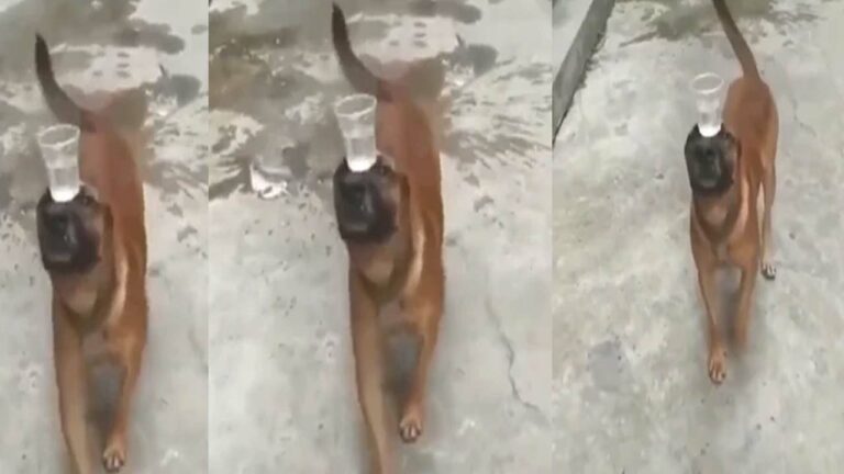 Viral Video: ఈ కుక్క చేసే విన్యాసాలు చూస్తే ఎవరికైనా దిమ్మ తిరిగాల్సిందే..!