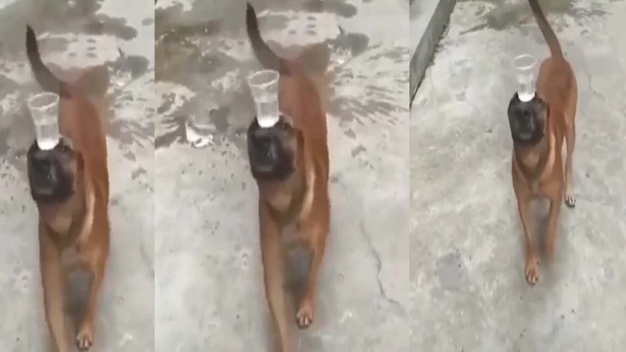 Viral Video: ఈ కుక్క చేసే విన్యాసాలు చూస్తే ఎవరికైనా దిమ్మ తిరిగాల్సిందే..!