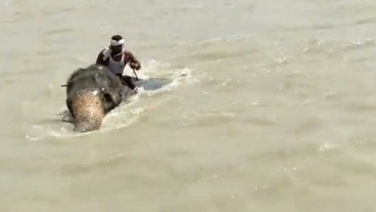 Viral News: రియల్ బాహుబల్ ఏనుగు.. 3కి.మీ. ఈది ప్రాణాలు కాపాడింది..