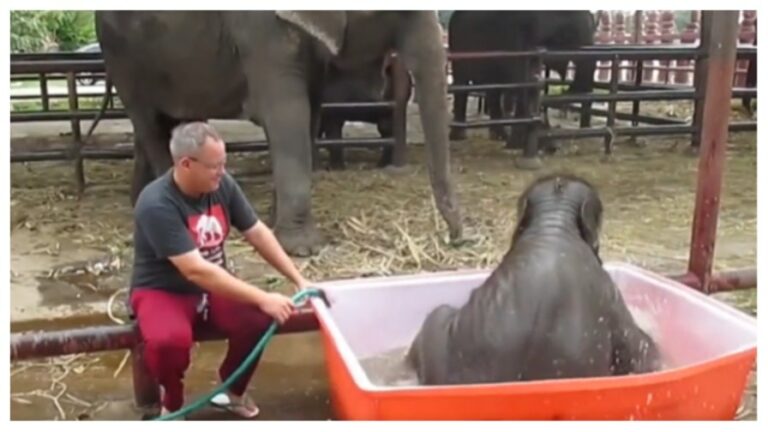 Elephant Bath: ఏనుగా.. మజాకా. ఎలిఫెంట్‌ @ టబ్‌ బాత్‌