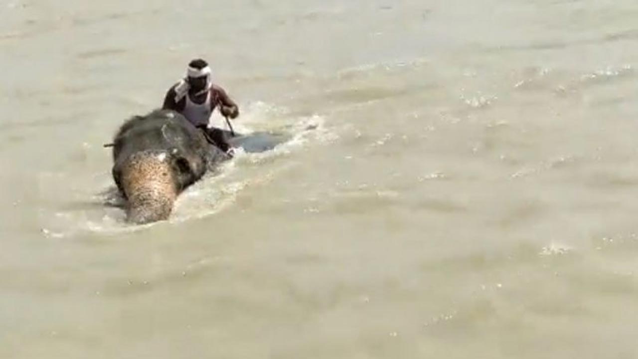 Viral News: రియల్ బాహుబల్ ఏనుగు.. 3కి.మీ. ఈది ప్రాణాలు కాపాడింది..