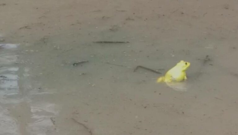 Yellow Frogs: అక్కడ కప్పలు రంగులు మారుస్తాయ్