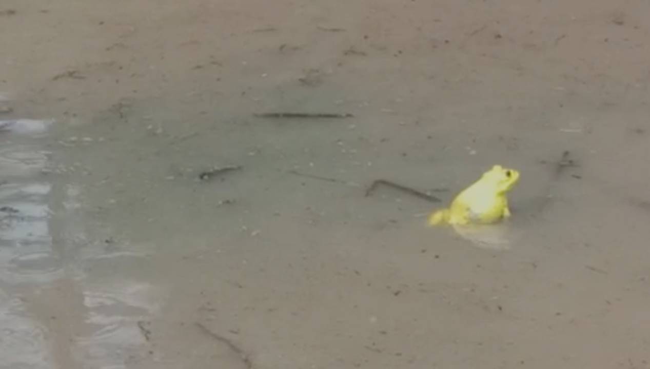 Yellow Frogs: అక్కడ కప్పలు రంగులు మారుస్తాయ్