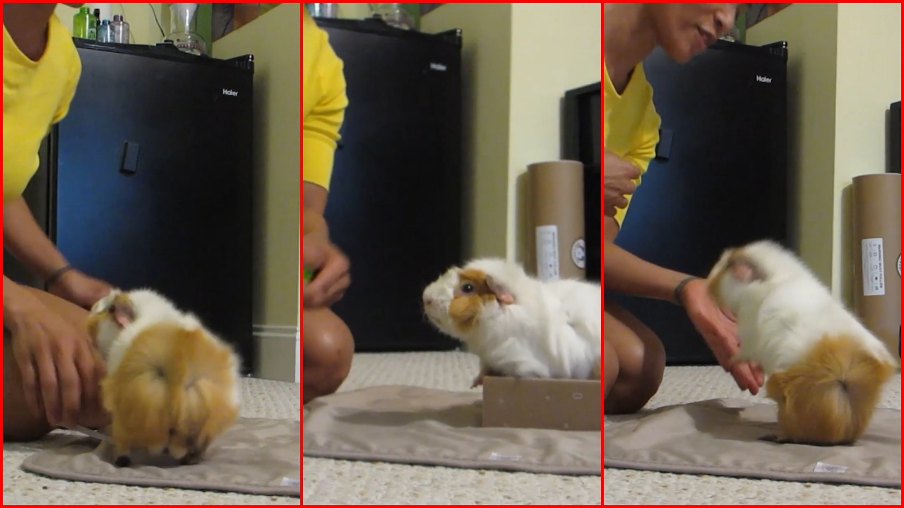 Guinea pig Record: గినియా పంది గిన్నీస్ రికార్డ్.. ఒక్క నిమిషంలో 16 విన్యాసాలు