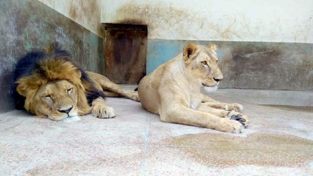 Lions Rates Cheaper Than Buffaloes Rates In Pakistan