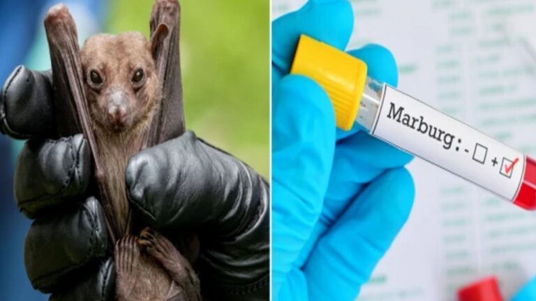 MarBurg Virus:  వెలుగులోకి మరో కొత్త వైరస్.. అత్యంత ప్రమాదకరమని ప్రకటించిన WHO