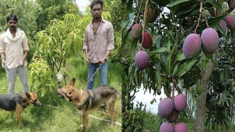 Miyazaki Mangoes: బాబోయ్.. రెండు మామిడి చెట్లకు అంత సెక్యురిటీనా.?