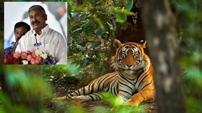PeddiReddy Ramachandra Reddy: ఏపీలో పులుల సంపద ఎక్కువగానే ఉంది.. కానీ..!!