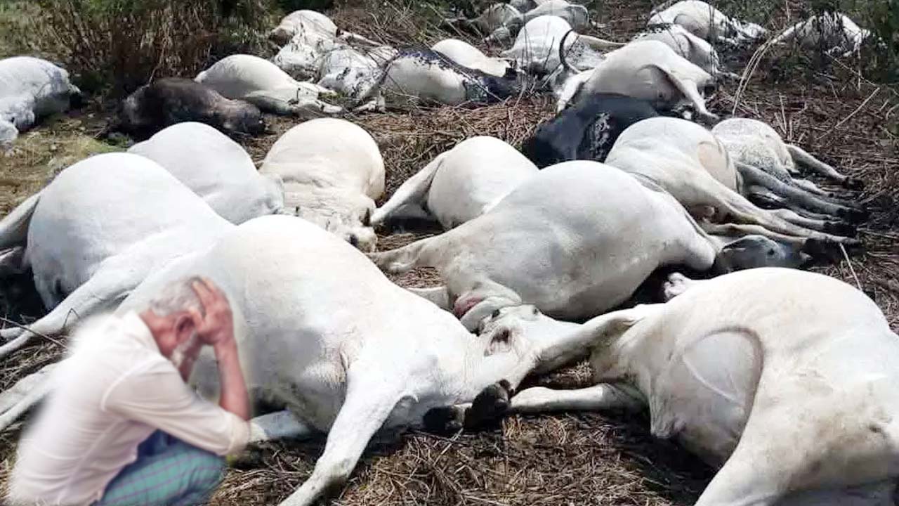 Rajanna Sirisilla: విషాదం.. 140 ఆవులు మృతి..! మరో 89 అదృశ్యం..?