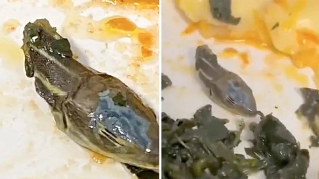Snake Head Found In Plane Meal