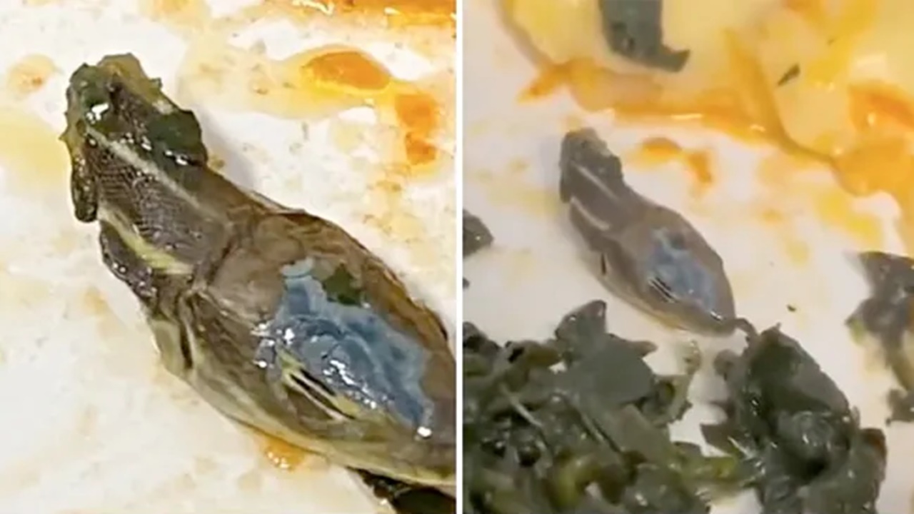 Snake Head Found In Plane Meal: విమాన భోజనంలో పాము తల.. వీడియో వైరల్