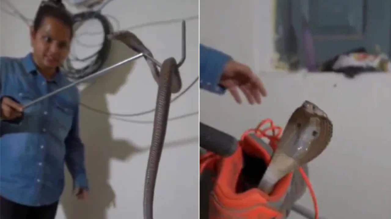 cobra inside a shoe: Cobra inside a shoe.. Video viral