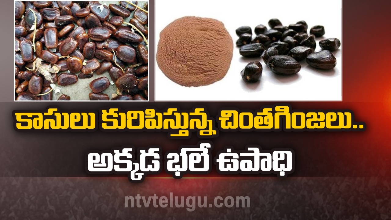 Tamarind seeds: కాసులు కురిపిస్తున్న చింతగింజలు..అక్కడ భలే ఉపాధి