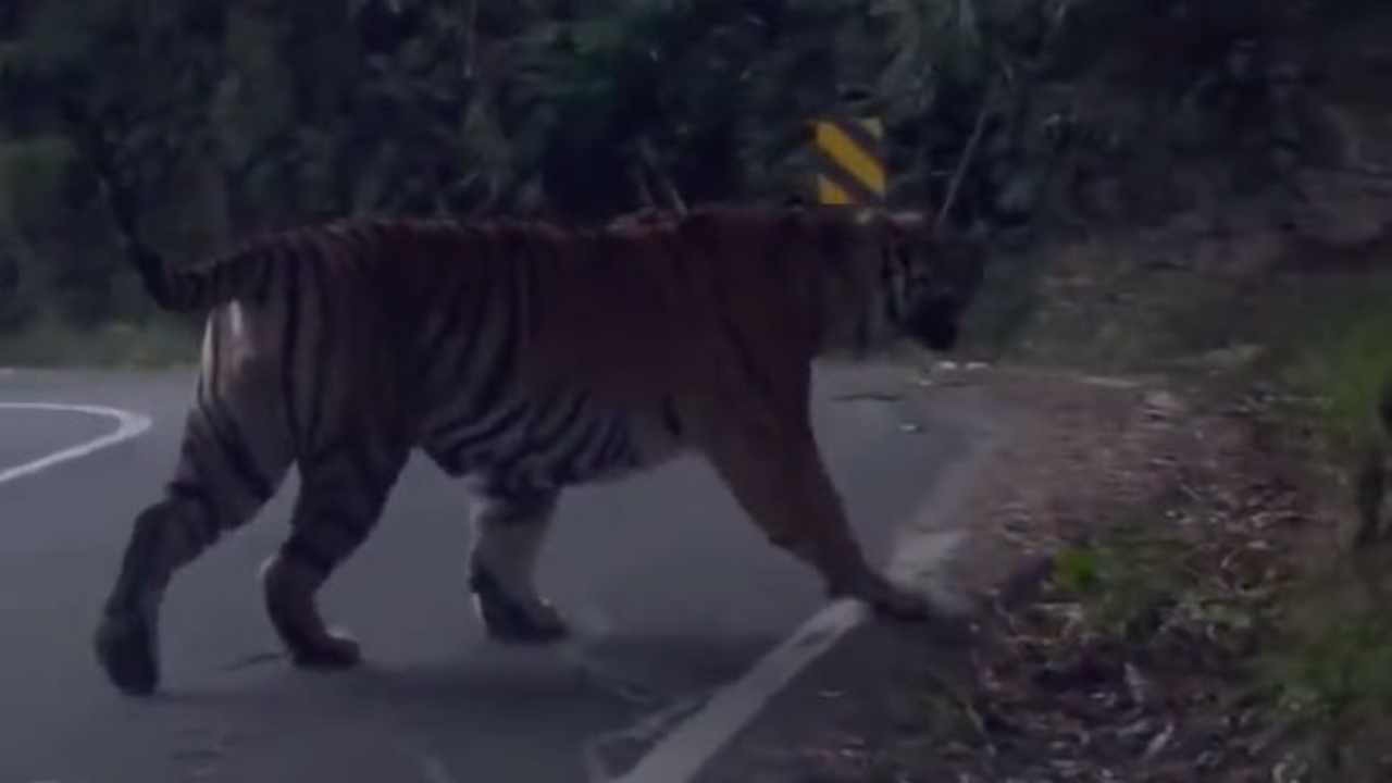 Vizag Tiger: Tiger attacks dog in Anakapally