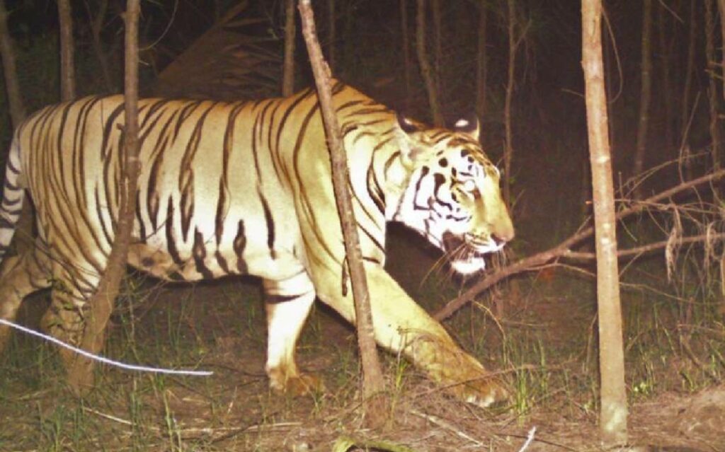 Tiger New