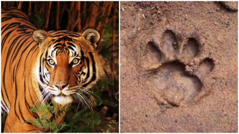 Tigers Hulchul: తెలుగు రాష్ట్రాల్లో చిరుతల భయం