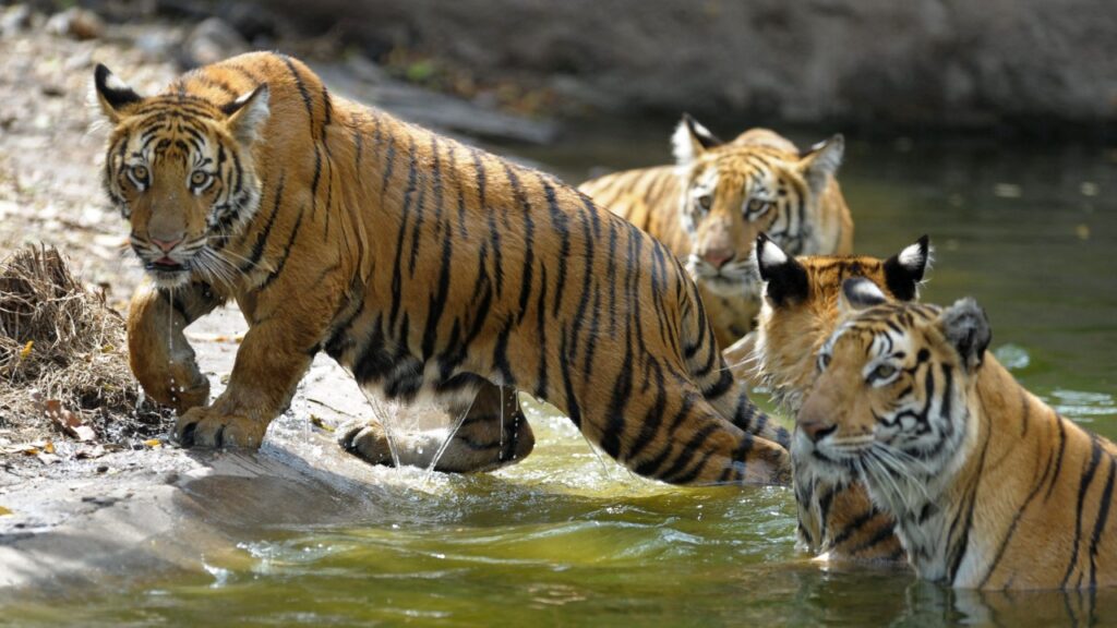 Tigers Deaths In India