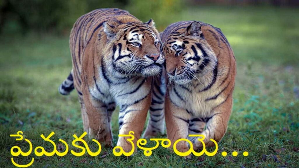 Tigers Love
