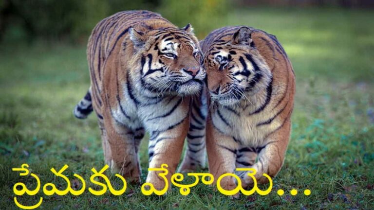 Tigers Romance: అక్కడ పులుల రొమాన్స్ కు ఏర్పాట్లు…ఎందుకంటే?