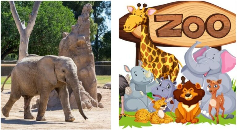Biggest Zoo: ప్రపంచంలోనే అతిపెద్ద జూ.. మన దేశంలోనే..